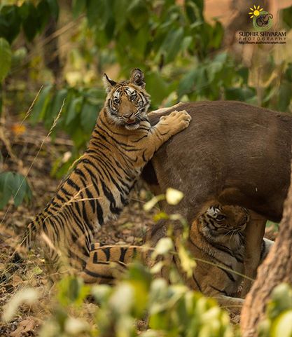 عکاسی حرفه ای از حیات وحش توسط سودیر شیوارام
